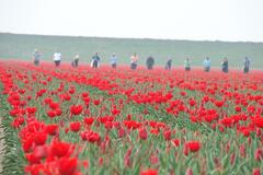 Praca przy zbieraniu tulipanów w Holandii