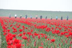 Praca przy zbieraniu tulipanów w Holandii